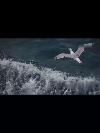 Forest Echo| The Bravest Bird on Ice