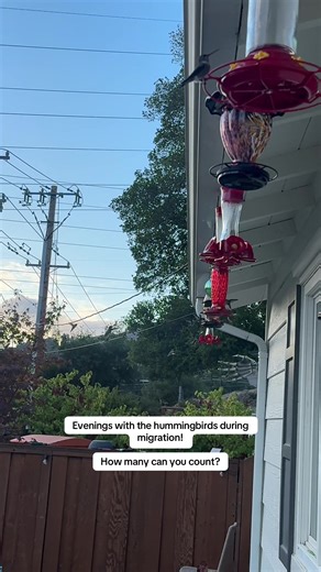 Hummingbird Migration: Supporting Our Feathered Friends
