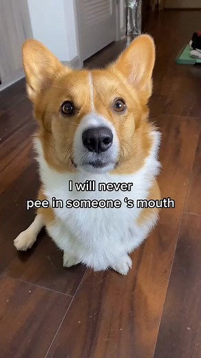 #funnycorgivideos #weirdpets #mydog #corgisdoingthings #funnydogvideos #funnydog #dogofticktok #corgitok #doglife #funnycorgi | momo thebatcorgi