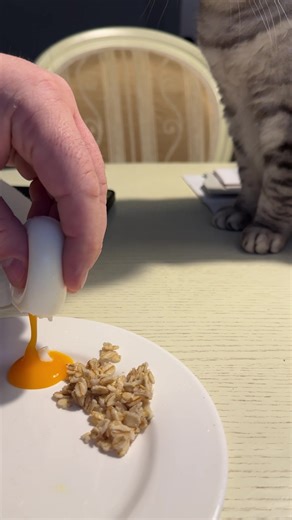 Understanding British Shorthair Cats