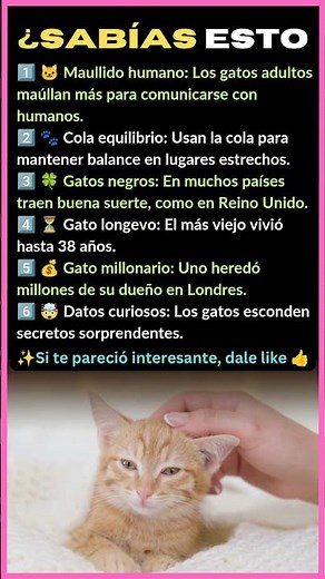 6 DATOS INCREÍBLES DE LOS GATOS 🐱 QUE NO SABÍAS