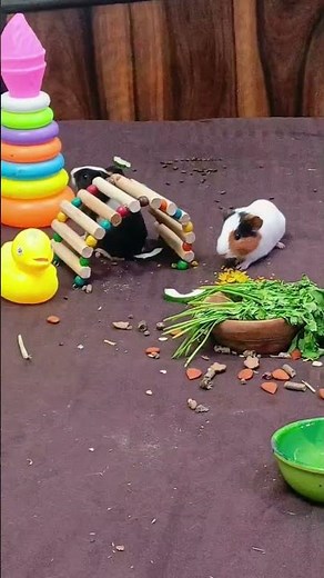 pretty Little Baby 💖 Laugh out loud at These Hilarious Guinea Pig Moments!