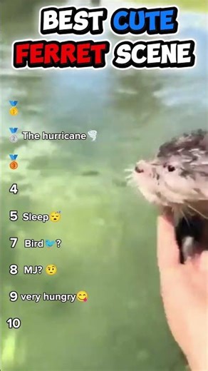 TOP CUTEST FERRET MOMENTS 🦦❤️#ferret #otter #cutepets #cuteanimals #funnyanimals