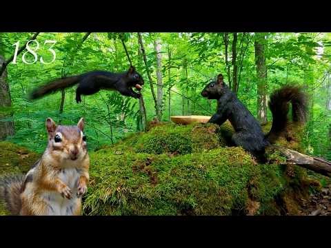 Cat TV: Chipmunks and Squirrels 🐿️ in a Beautiful Green Forest 🌳 4K, Ep. 183