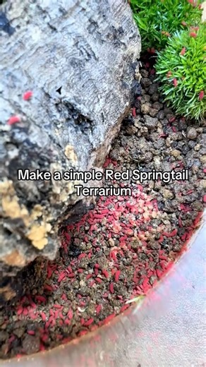 How to make a simple Red Springtail Terrarium