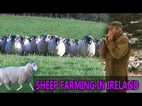 Sheep Farming in Ireland -- Rare Breeds of Sheep