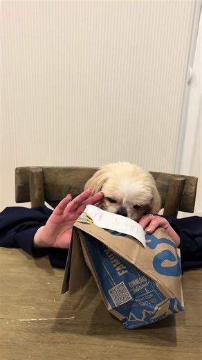 We tried but her bodies too tiny for my hoodie. 🤣 #dog #eating | Dog Eat