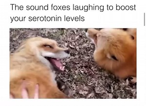 Laughing Foxes: Playful and Hilarious Tickling Fun