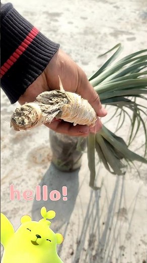 🌴 Poni Tail Palm Plant Propagate at Home | Fácil y Rápido 🌱