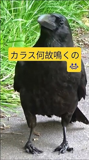 幼いカラスの鳴き声#ハシボソガラス#crow##birds#nature#raven