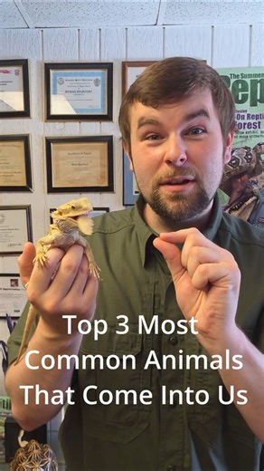 Top 3 species we see most often #3 might surprise you! #reptiles #snake #reptilerescue #lizard