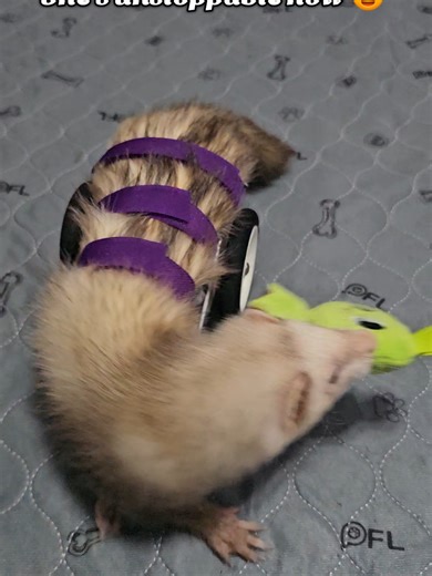 I swear im not crying 😭 Lilly is unstoppable now! #ferret #specialneeds #ferretsoftiktok #wheelchair