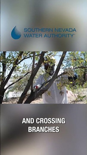 Essential Tree Care Tips: Prune & Clean Up for a Thriving Landscape! 🌿✨