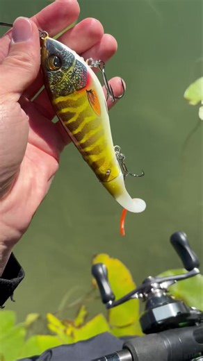🟠A Deviator Tail első bevetése⚫️ 📹: Békési Lajos #savagegear #savagegearlures #deviatortail #savagebl #pikefishing | Savage Gear Magyarország