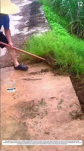 Trim Field Grass: How hoes level paths after water exposure
