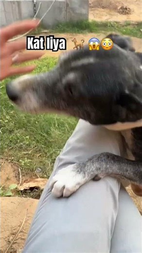 Cute Dog Short Video | Funny Dog Moments 🐶❤️