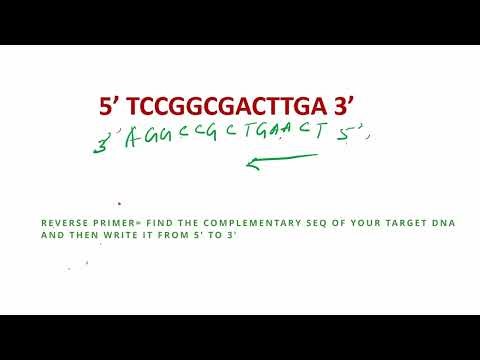 Forward & Reverse Primer Design for PCR (Easy Explanation) | Hairpin, Primer-Dimer & Primer3 Demo |