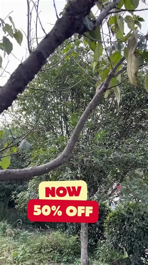 Elevate Your Gardening Game with Smart Solutions