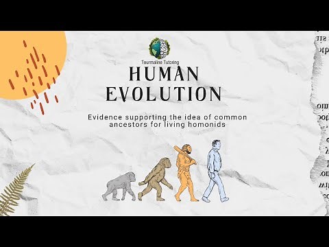 Human Evolution (Fossil Evidence) - Grade 12 Life Sciences
