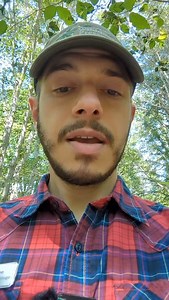 37 reactions | Beech leaf disease is spreading — and it’s hurting our native beech trees. Caused by a microscopic nematode, this disease distorts leaves and can ultimately kill mature trees. Learn how to spot the signs and symptoms. #beechleafdisease #americanbeech #foresthealth #nativeplants | Bowman's Hill Wildflower Preserve | Facebook