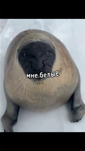 тюленчики