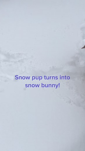 Liz Claman (@redfoxliz)’s videos with original sound - Liz Claman