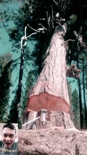 Falling Tree Action | Powerful Tree Cutting Moment"