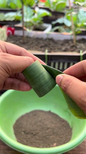 How to make a pot from banana leaves for grow a bokchoy plant #BokChoy #plants #nature #flowers