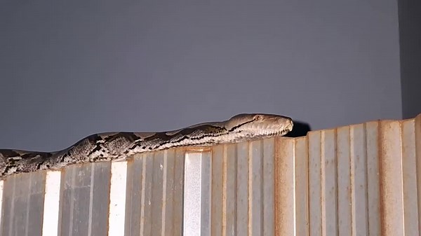 Retired teacher shocked as 60kg python is caught on her fence