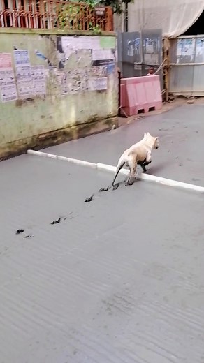 What a trickster! 😂#FailArmy ..#dogs #dogfails #fails #funnydog #funnyvideo