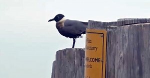 Texas oil spill having impact on bird population