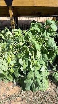 Swedes After Cabbage Moth Damage 🌱 Week 10 Garden Update