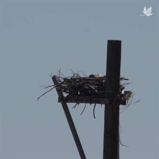 In 2018, with the help of volunteers, FortisAlberta and the Alberta Conservation Association, we installed a nesting platform on a conservation property in southern Alberta. The hope was that it might one day provide a home for the ferruginous hawk — one of Alberta’s most threatened birds of prey. After several years of waiting, a pair of these grassland hawks finally took up residence last spring. Now, for two seasons in a row, they have successfully raised chicks. Small acts of conservation li
