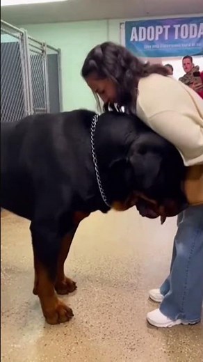 Giant Rottweiler Meets New Adopter at Shelter for the First Time