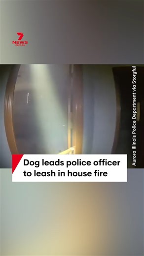 2.1M views · 10K reactions | A police officer has patiently followed a family's pet dog to his leash during a house fire before he could be led outside to safety. Oakley the American Staffy was unharmed after the blaze broke out in Aurora, Illinois. #dog #staffy #fire #housefire #police | 7NEWS Sydney | Facebook