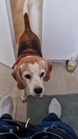 Charlie the Beagle to the Rescue!