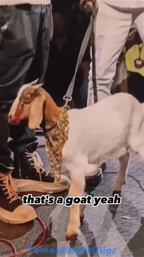 Kevin Hart gifting a goat #kevinhart #chrisrock #jimmyfallon #goat #gift | The Late Night Clips