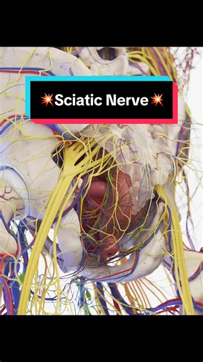 Understanding Sciatic Nerve Pain and Chronic Inflammation