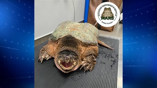 Giant snapping turtle rescued on Lake Michigan beach