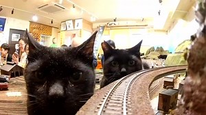 1.1M views · 10K reactions | I understand now how scary being a mouse must be by @daiorama_cats on YT | Ghibli Community | Facebook