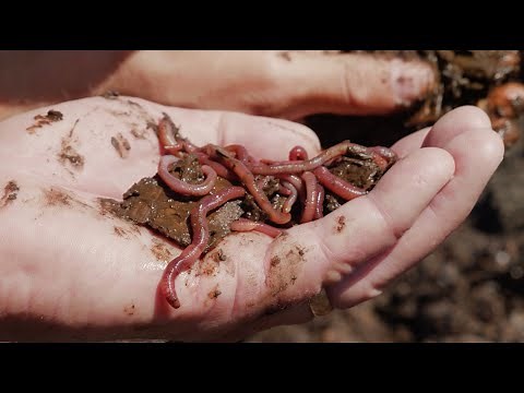 Manure Management Systems on Washington Dairy Farms