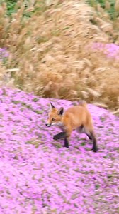 This cute red fox kid bouncing around! 🦊 ❣️ | UNIQ