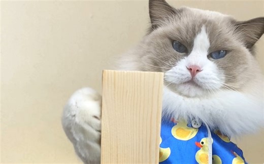 小Puff 新学的木工小技巧！喵～