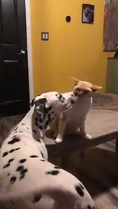 Cat Slaps Dog Multiple Times While She Tries to Befriend Him