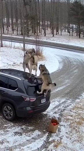 Security Cam Captures Terrifying Wolf Pack Attack on Driver Unloading Groceries