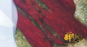 Sharing L046 Zebra Pleco baby and parent's video from customer. 分享顾客的饲养L046熊猫异形宝宝和亲鱼的影片。 #pleco #L046 #zebrapleco | Xian Long Aquatic