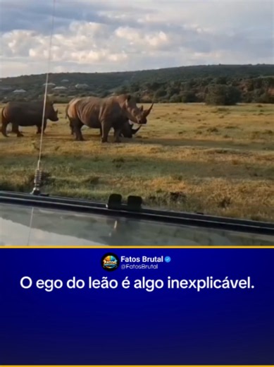 Leão enfrenta 3 rinocerontes brancos: postura vence força