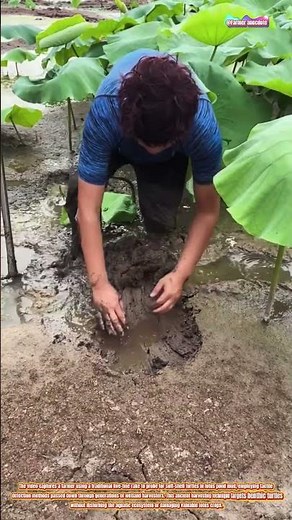 The Art of Soft-Shell Turtle Probing