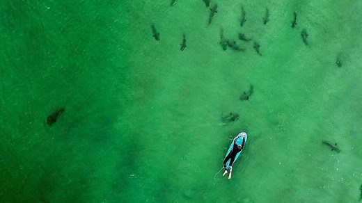 Florida is shark bite capital of the world, according to International Shark Attack File