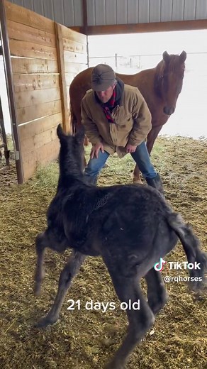 Blue Roan Foal's Impressive Cow Horse Skills on Display